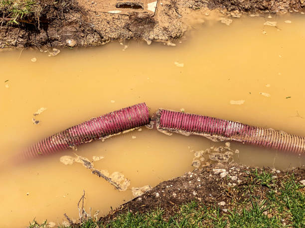 Best Mold removal after water damage  in Parkwood, WA